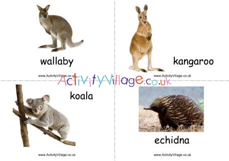 Australian animal flashcards