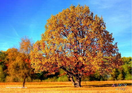 Autumn tree poster 2