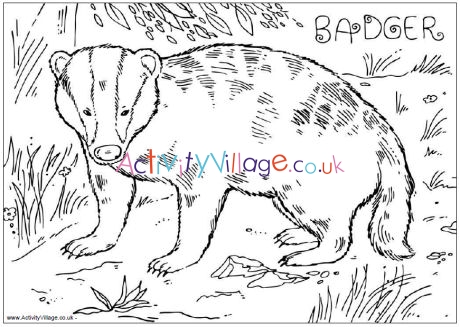 Badger colouring page