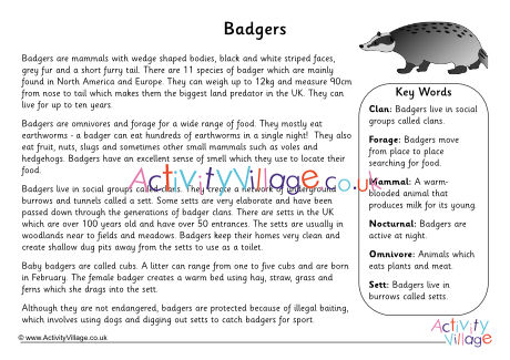 Badger Fact Sheet 