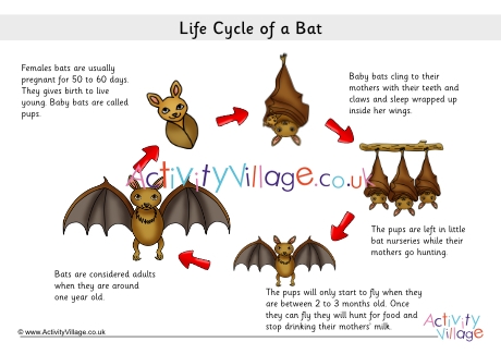 Bat Life Cycle Poster 2