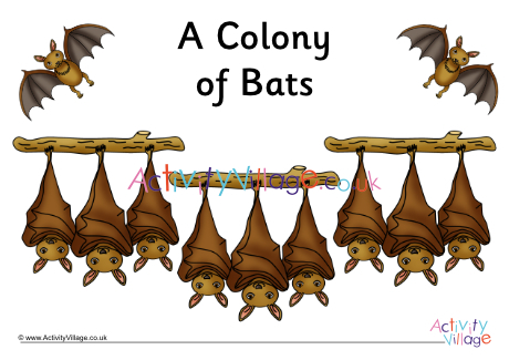 Bat Collective Noun Poster