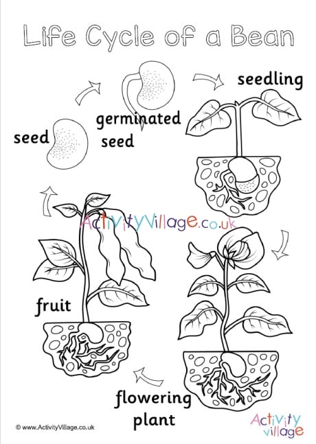 Bean Life Cycle Colouring Page