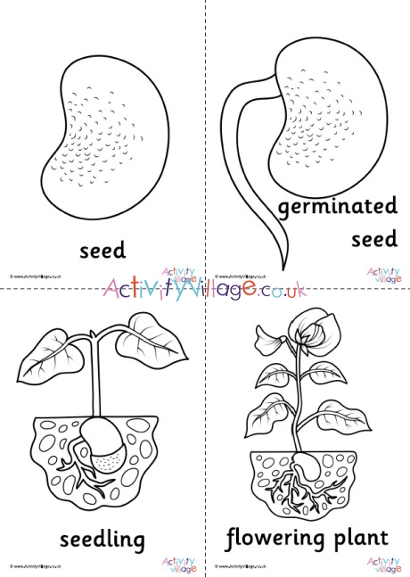 Bean Life Cycle Colouring Pages Set