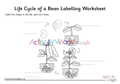 Bean Life Cycle Labelling Worksheet