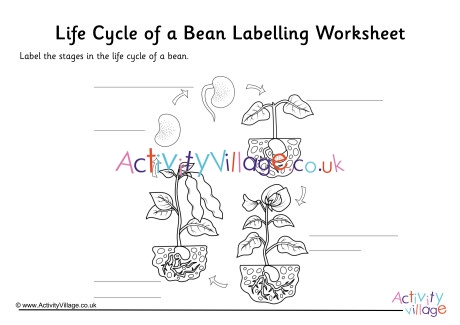 Bean Life Cycle Labelling Worksheet