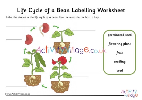 Bean Life Cycle Labelling Worksheet Guided