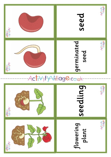 Bean Life Cycle Matching Cards