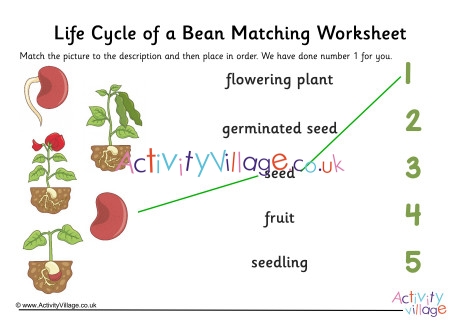 Bean Life Cycle Matching Worksheet