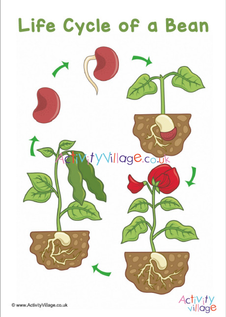 Bean Life Cycle Poster Bean Life Cycle Poster