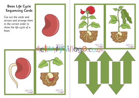 Bean Life Cycle Sequencing Cards