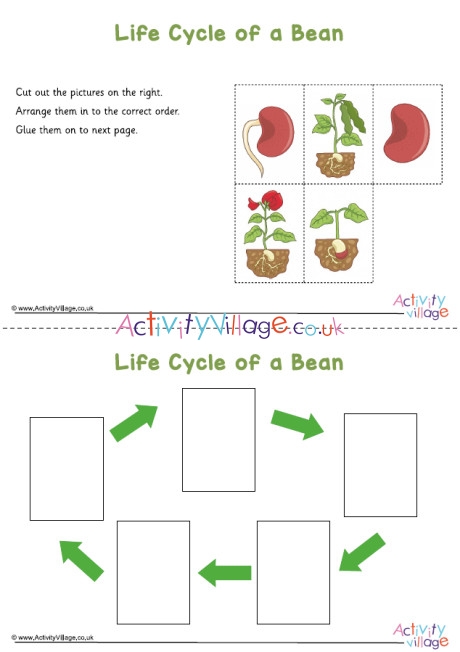 Bean Life Cycle Sequencing Worksheet