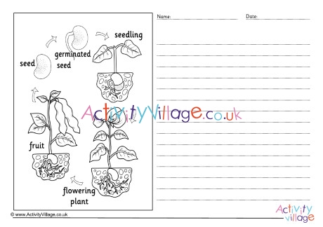 Bean Life Cycle Story Paper - Labelled