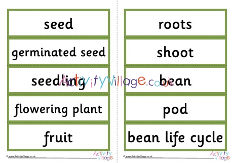 Bean Life Cycle Word Cards