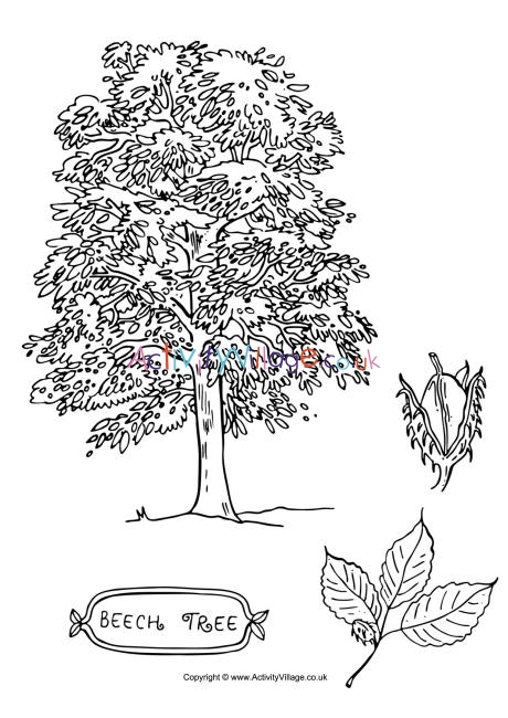 Beech tree colouring page