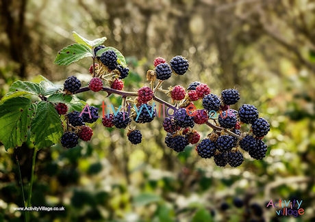 Blackberries poster