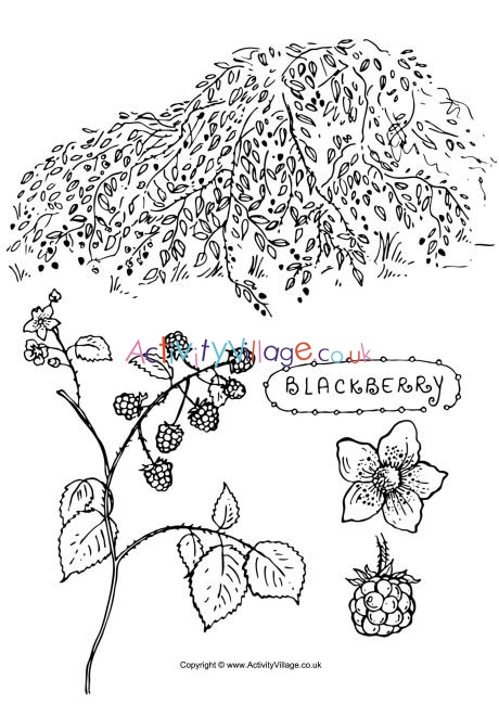 Blackberry colouring page