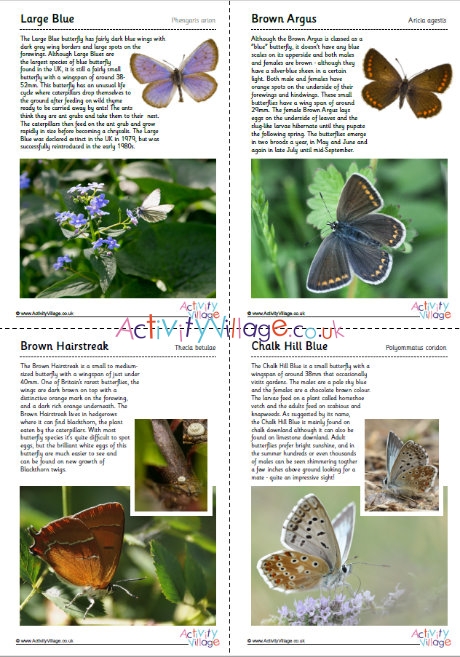 British Butterflies Guide - Part 2