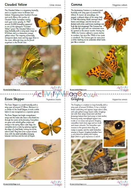 British Butterflies Guide - Part 3