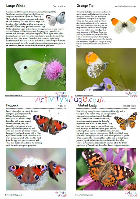 British Butterflies Guide - Part 4