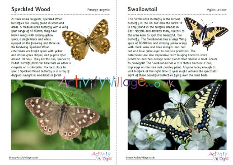 British Butterflies Guide - Part 6