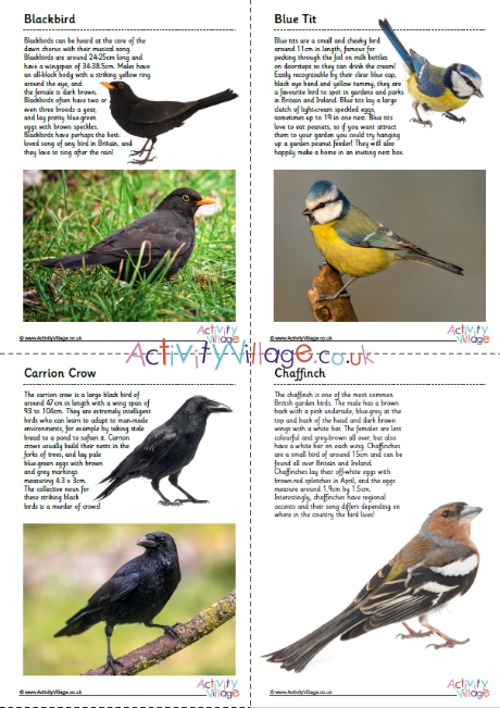 British garden birds fact file