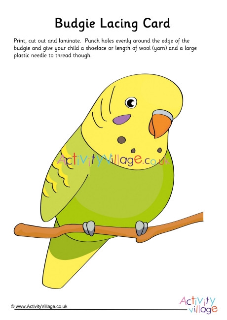 Budgie Lacing Card