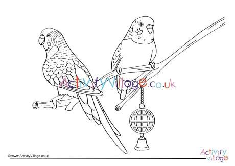 Budgies Colouring Page