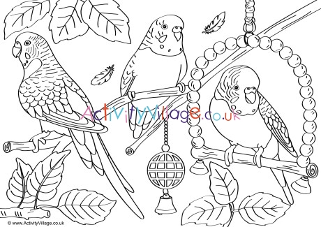 Budgies Scene Colouring Page