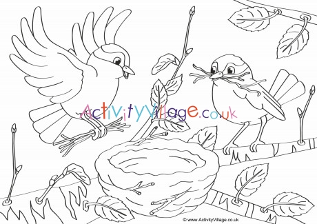 Building A Nest Colouring Page