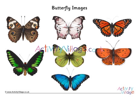 Butterfly images for crafts