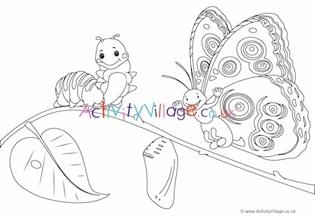 Butterfly Life Cycle Colouring Page