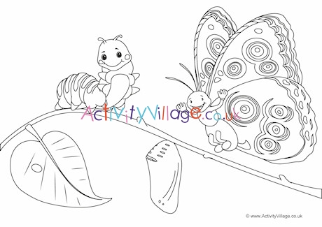 butterfly life cycle coloring pages