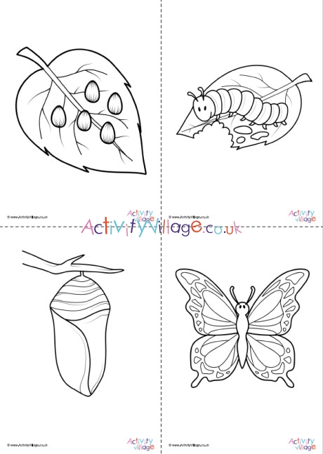 luthfiannisahay: Life Cycle Of A Butterfly