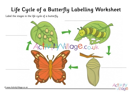 Butterfly Life Cycle Labelling Worksheet