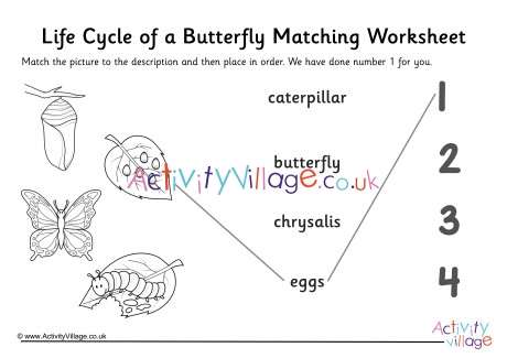 Butterfly Life Cycle Matching Worksheet