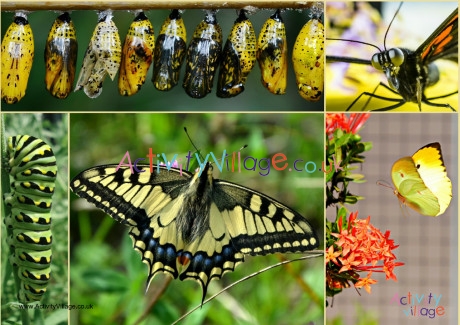 Butterfly Life Cycle Photo Poster