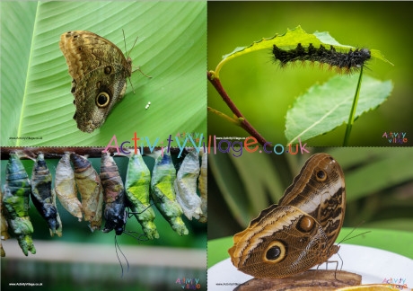 Butterfly Life Cycle Photo Posters