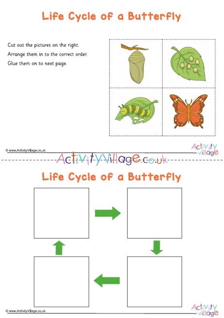 Butterfly Life Cycle Sequencing Worksheet