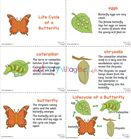 Butterfly Life Cycle Slideshow