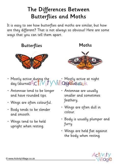 Butterfly vs moth fact sheet