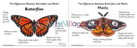 Butterfly vs moth posters