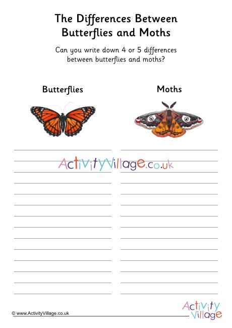 Butterfly vs moth worksheet