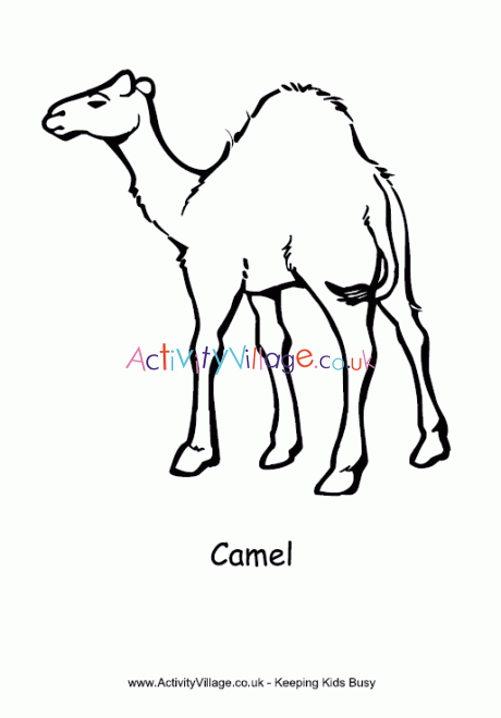 Camel colouring page