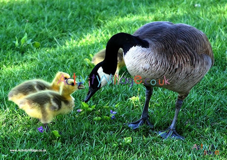 Canada Goose Poster