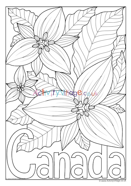 Canada National Flower Colouring Page