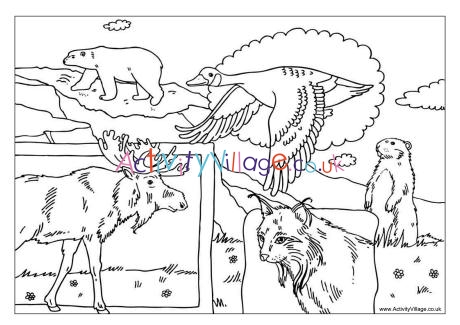 Canadian animals colouring page