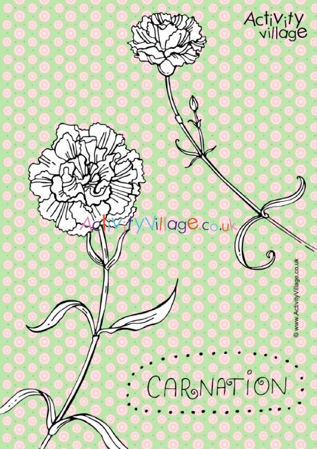 Carnation colouring page 2