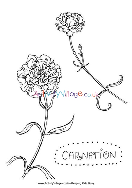 Carnation colouring page