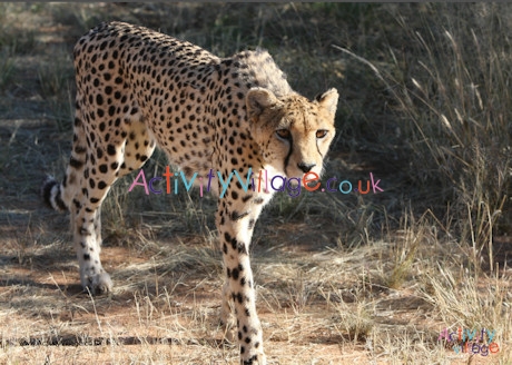 Cheetah poster 2